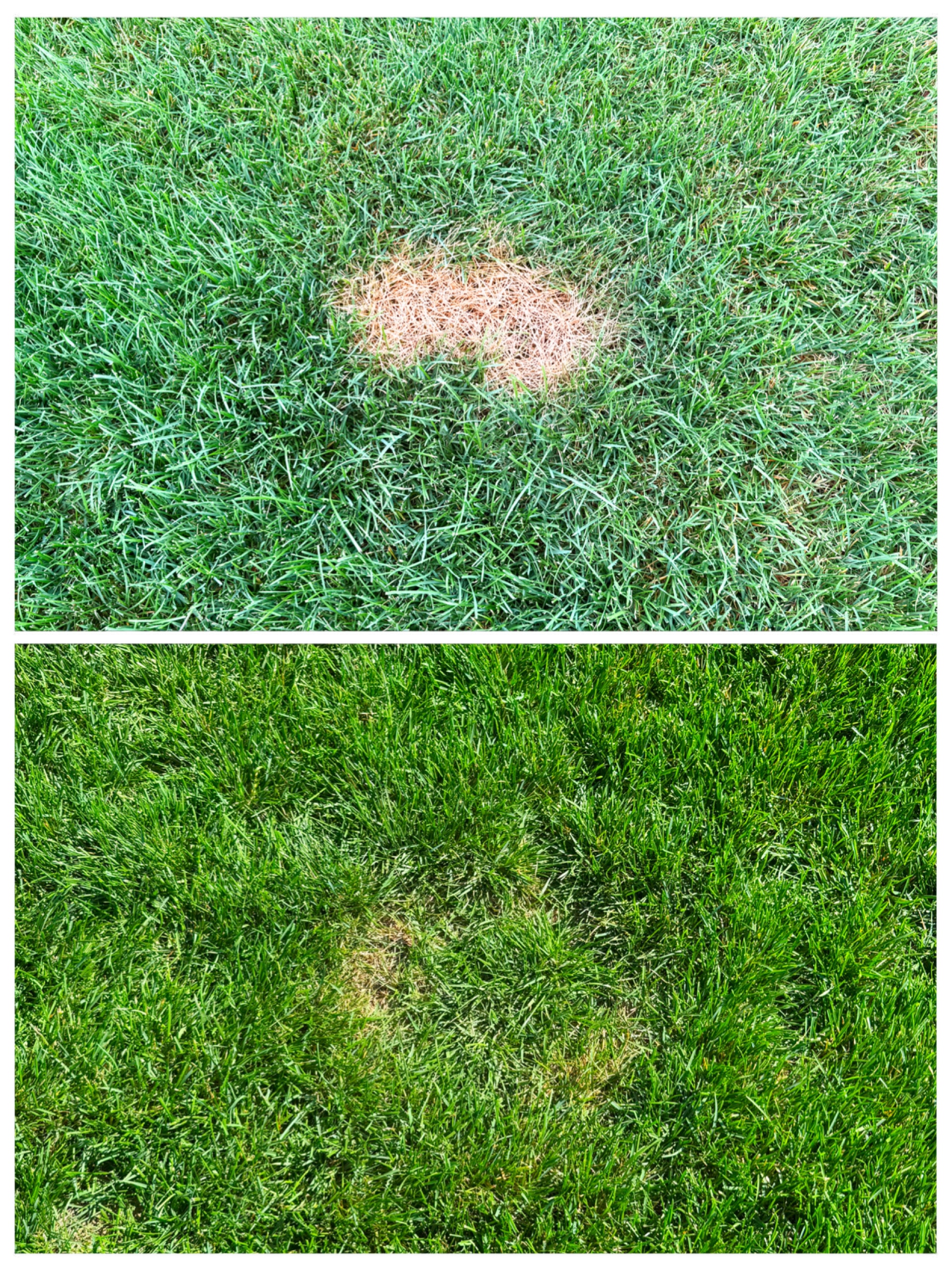Lawn damage heals with Herbe — before and after comparison