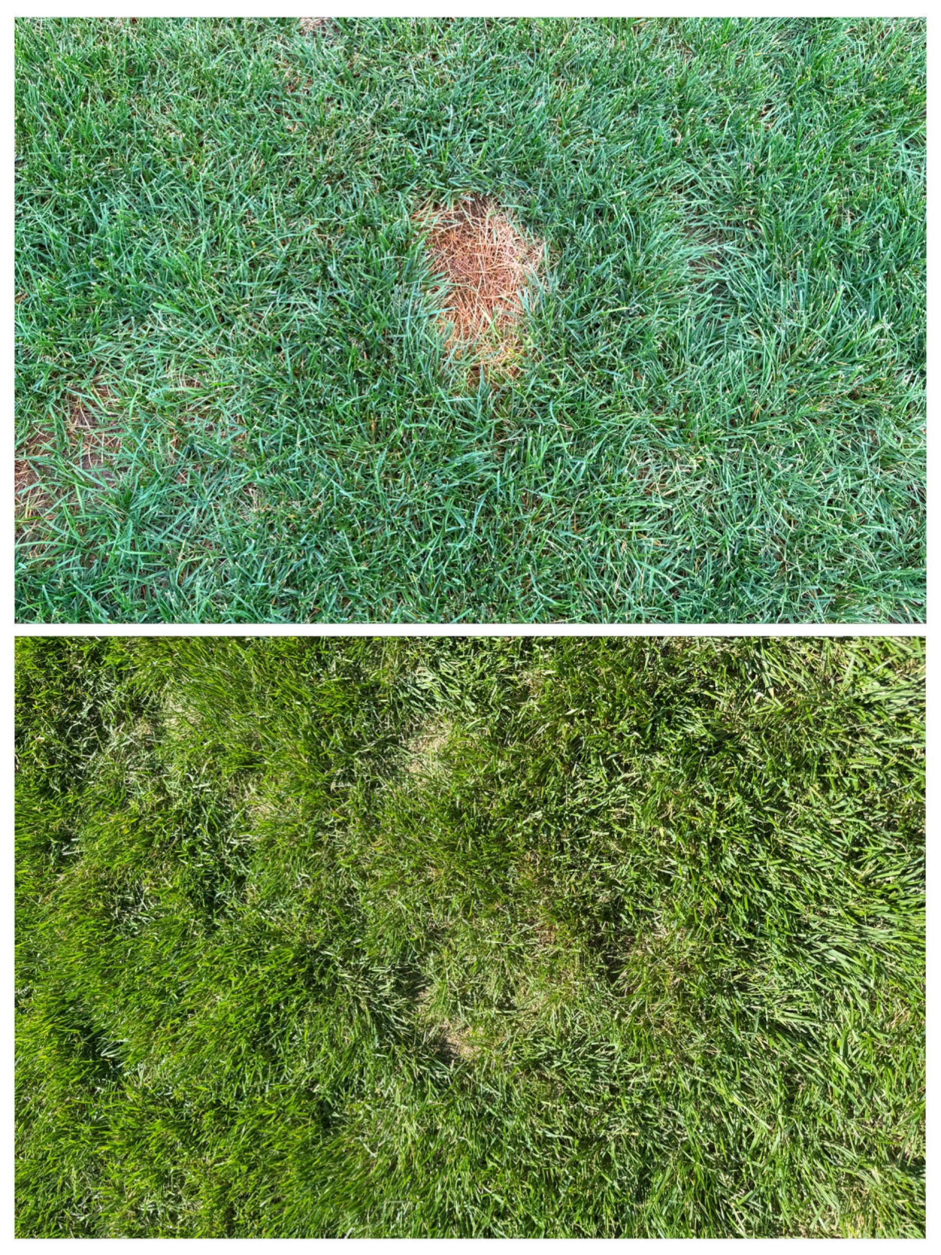 Stressed lawn bounces back with Herbe soil-first formula