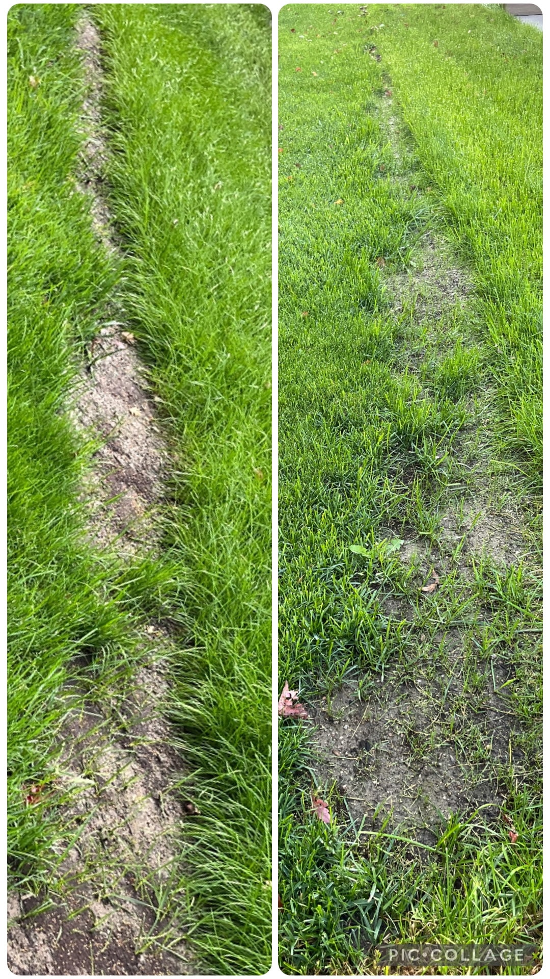 Grass path damage recovers after Herbe application