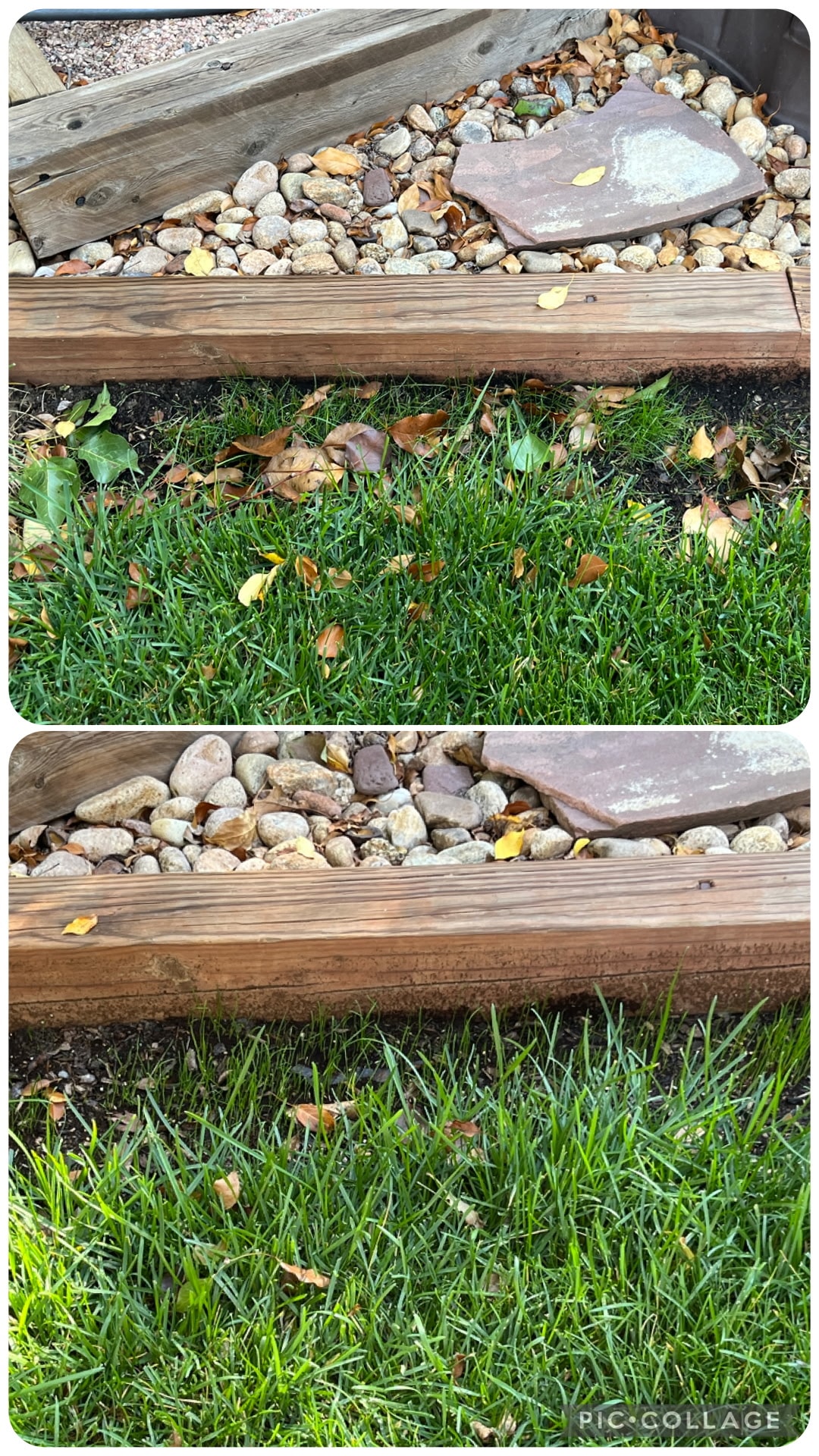 Garden border grass fills in with Herbe treatment