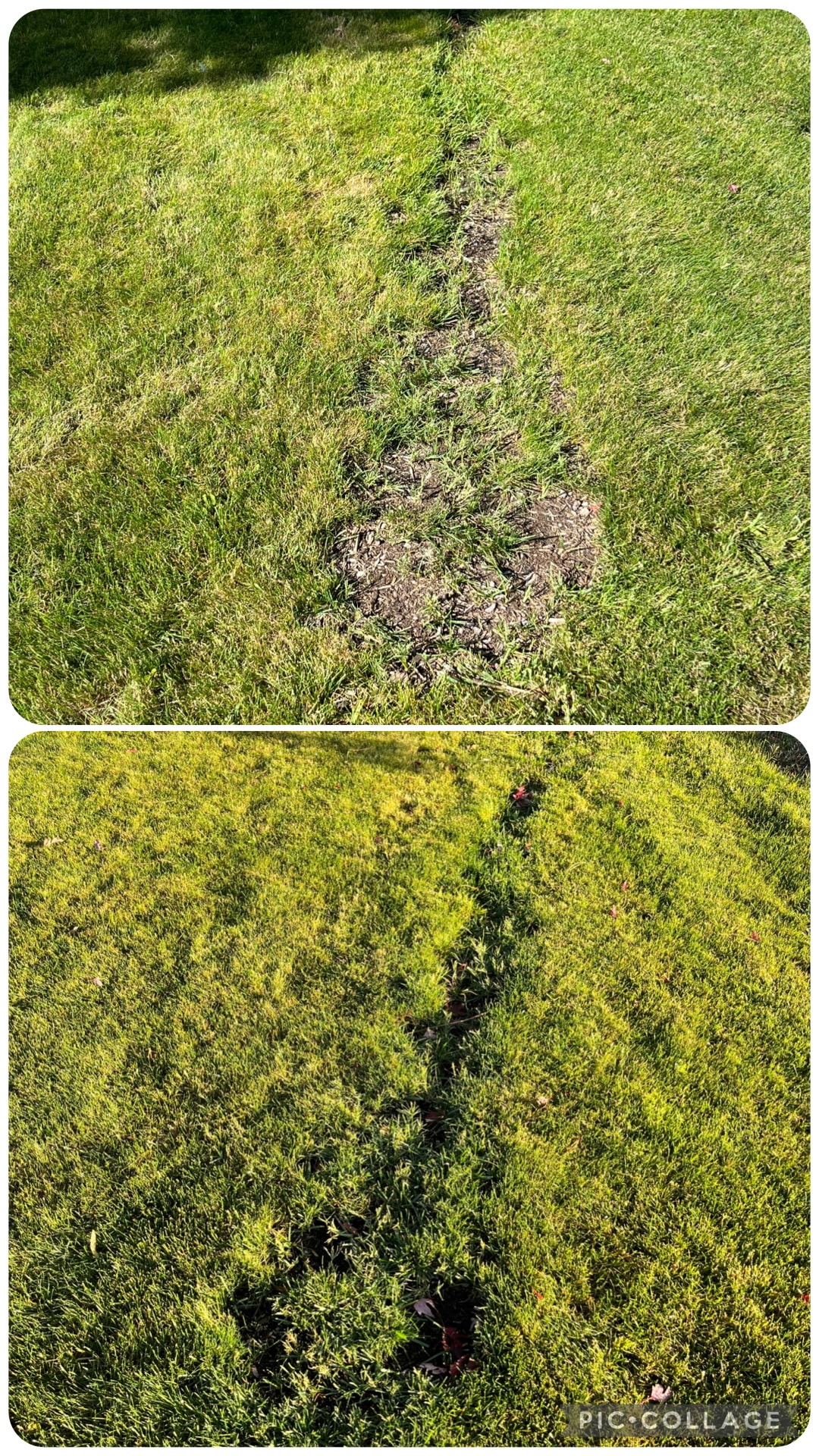 Worn lawn path recovers to lush green with Herbe
