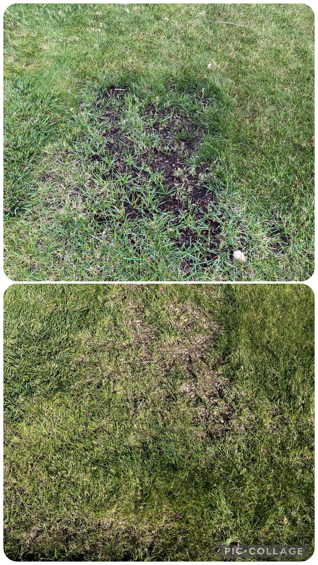 Bare lawn patch fills in after Herbe soil treatment